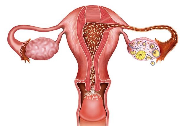 O sistema reprodutor e a reprodução humana