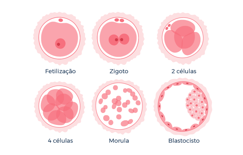 Você sabe como é feita a classificação embrionária?