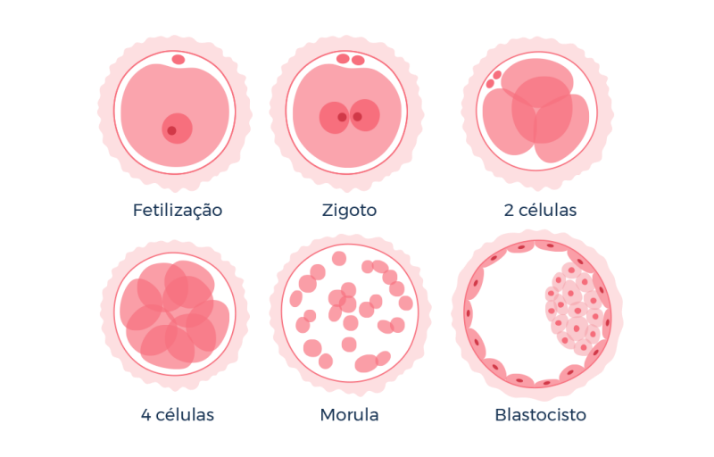 Você sabe como é feita a classificação embrionária?
