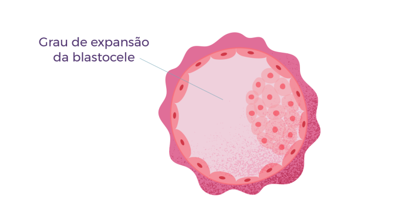 Você sabe como é feita a classificação embrionária?