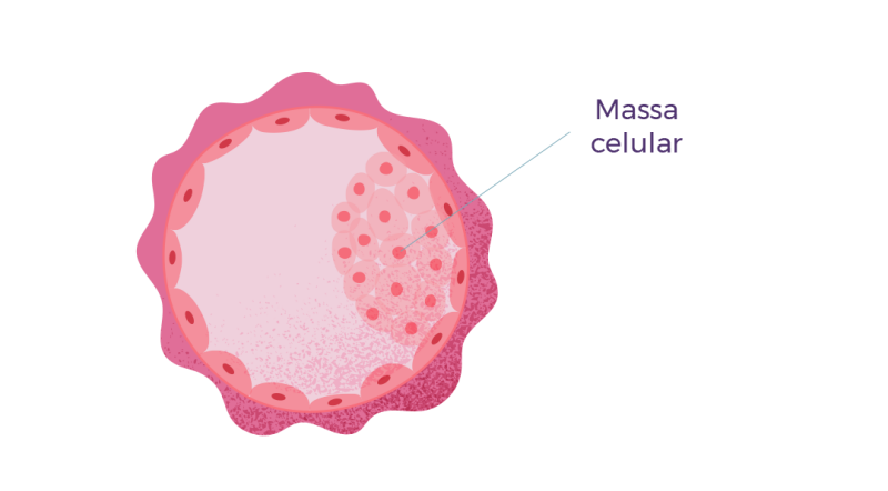 Você sabe como é feita a classificação embrionária?