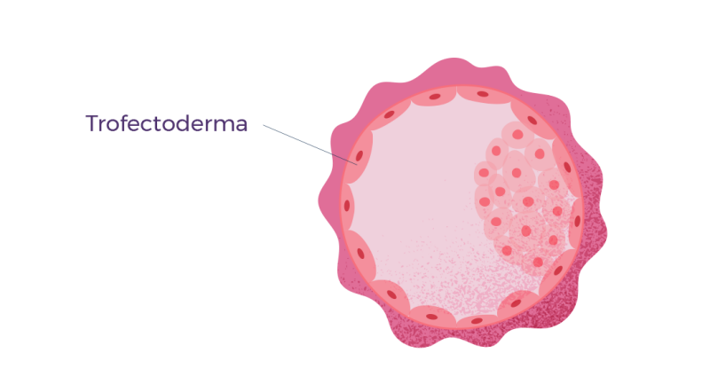 Você sabe como é feita a classificação embrionária?